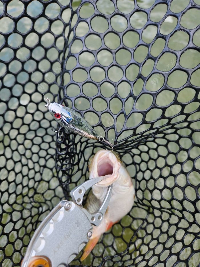My Barbel Fishing Season: A Brutally Honest Recap of Wins, Fails, and What Actually Worked