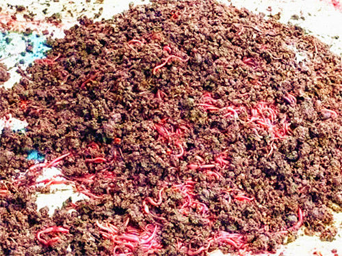 How to Make Earthworm Powder & Other Chinese Herbal Fishing Attractants (Pro Angler Tips)