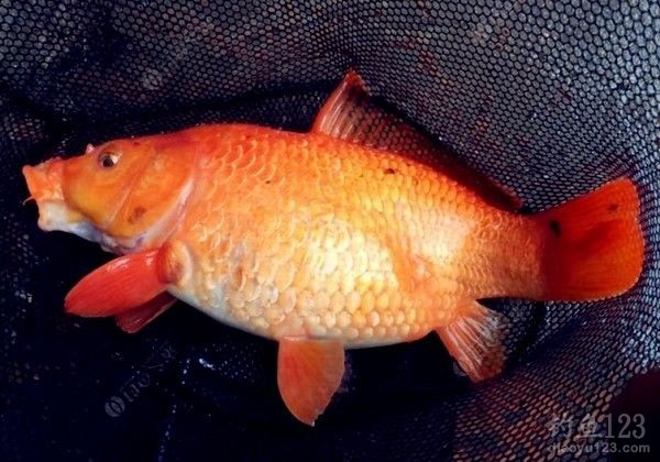 How to Combine Lure and Catch for Carp Fishing with Taiwan Rig in Summer Reservoirs