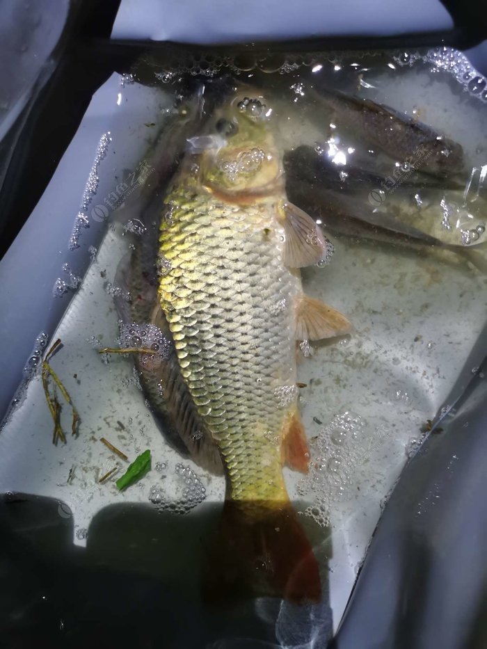 Nansha River No. 2 Embroidery Fishing: Unexpected Carp Catch & Whimsical Cat Encounter