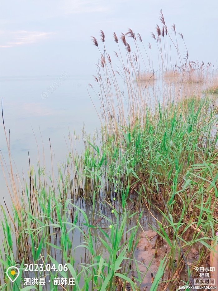 2024 Fishing Log Entry 25: Chenzi Lake Rainy Day Fishing – Master Jia’s Epic Haul