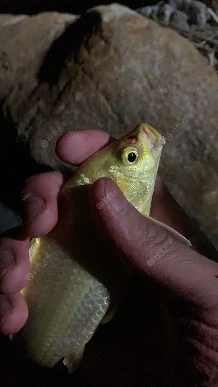 First Catch Koi: A Cold-Day Fishing Trip, Catch, and Grateful Release