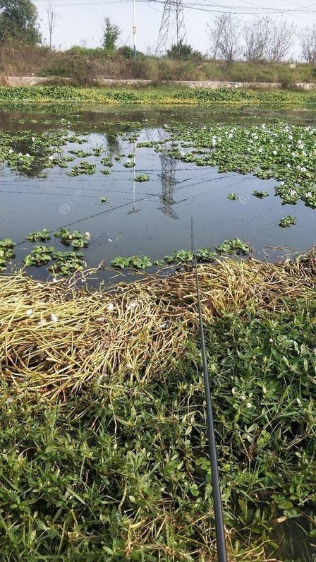 Three Anglers Return to Sancha River: When the Crucian Carp Vanish, the Bitterling Save the Day
