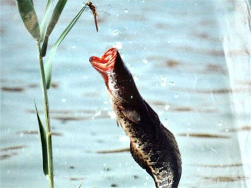 Two Key Tips for Fishing for Snakehead in Fall: From a Seasoned Angler’s Playbook