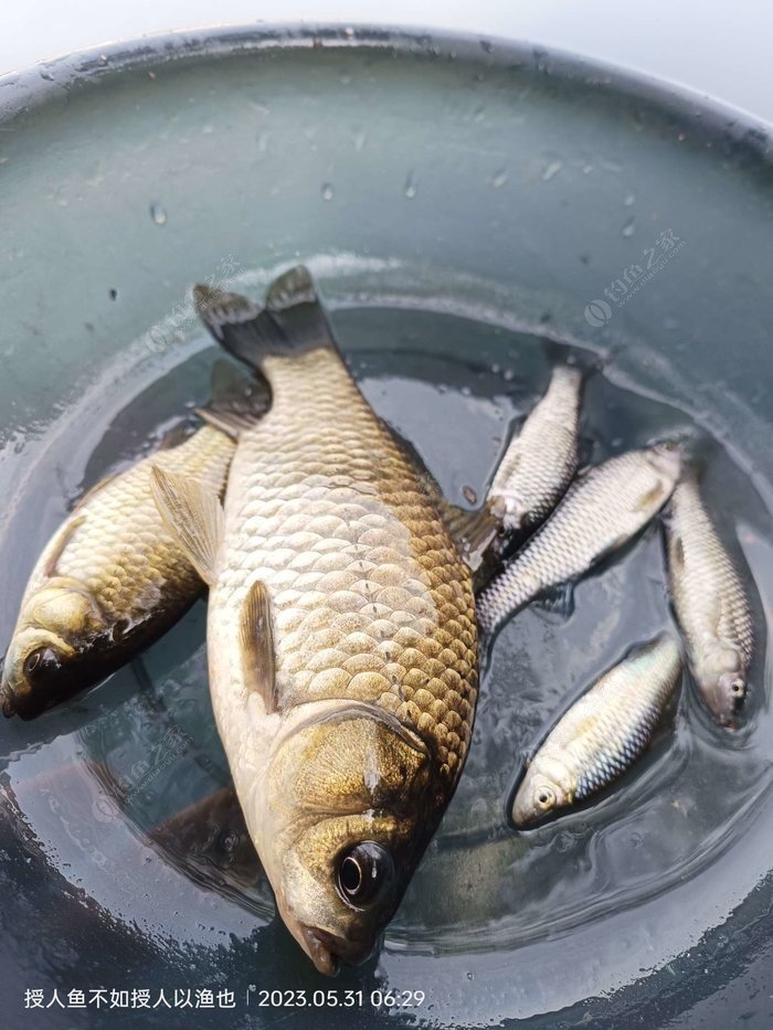 Pro Tips for Catching Wild Crucian Carp & Outsmarting Nuisance Fish