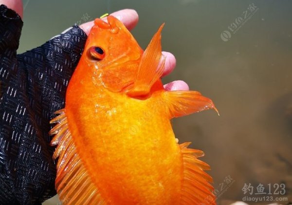 Expert Angler’s Guide to Micro Lure Fishing in Reservoirs: Spots, Tactics, and Target Species
