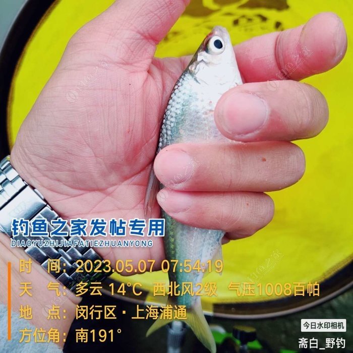 Holding the caught crucian carp up to the camera