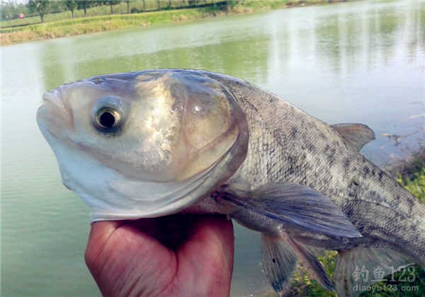 5 Essential Methods for Summer Surface Fishing for Bighead and Silver Carp