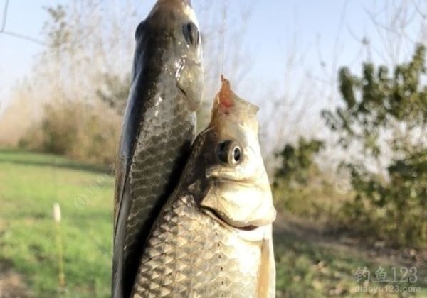 Winter Fishing: Single Rod vs. Multiple Rods – Pros, Cons, and Bait Strategies That Actually Work!