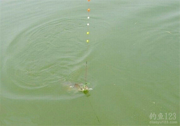 Traditional Fishing Techniques: A Deep Dive into Upward-Facing Hooks and Seven-Star Floats Traditional Fishing Techniques: A Deep Dive into Upward-Facing Hooks and Seven-Star Floats