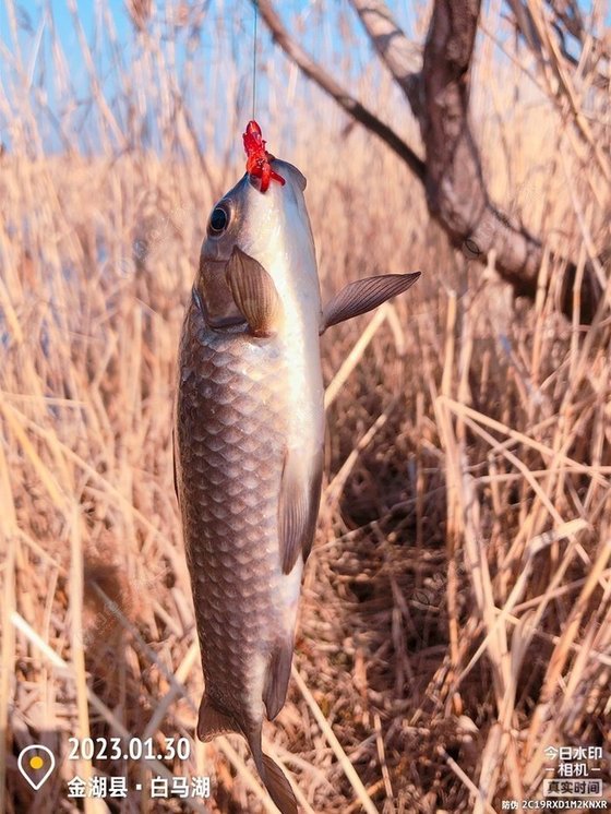 2024 Fishing Log 5: White Horse Lake Wetland – Tried So Hard Only to Catch This Little! 2024 Fishing Log 5: White Horse Lake Wetland – Tried So Hard Only to Catch This Little!