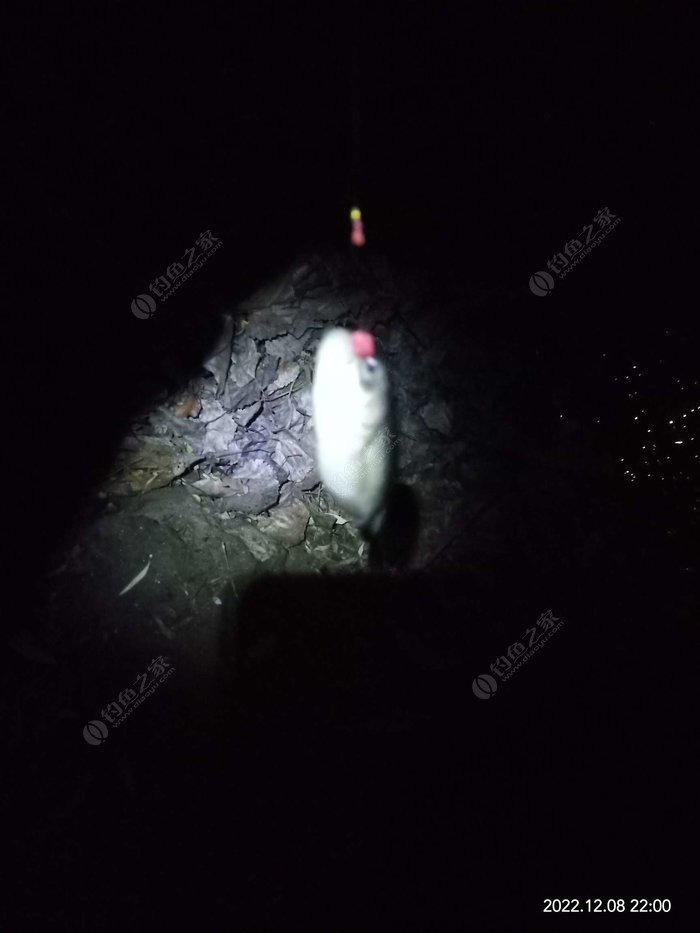 A Great Night of Winter Fishing: My Small but Satisfying Catch