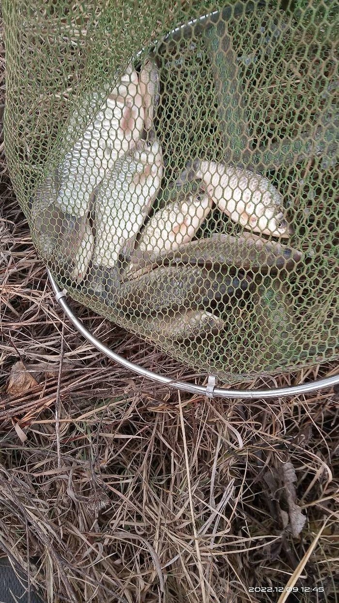 Winter Wild Fishing: Pre-Made Beds Beat Fresh Ones Every Time—Here’s My Proof
