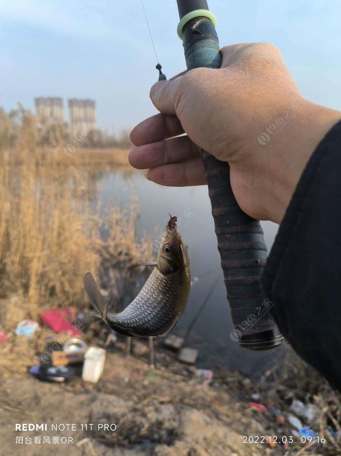 Cold Weather Fishing Success: Catching Crucian Carp Near Shore Grass Beds When the Bite Is Slow