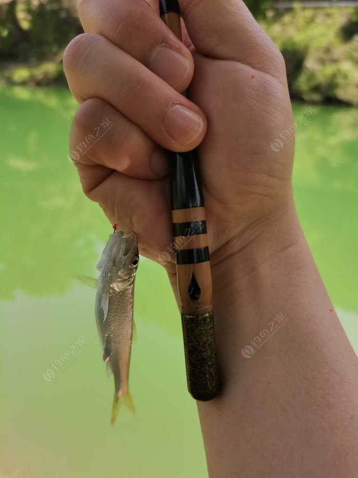 Small minnow caught on the custom bamboo rod, held up near the water