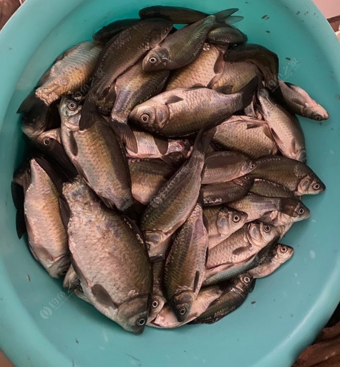Surprising Small-Water Fishing on December 6th: My Chaotic but Rewarding Day on the Banks
