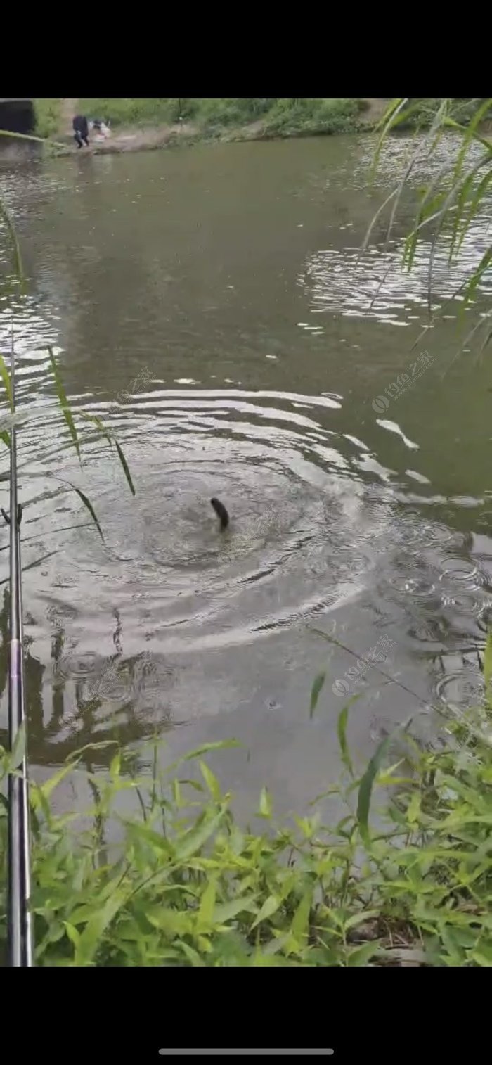 Chasing Big Carp in the Wind: Finally Landing the Prize Catch
