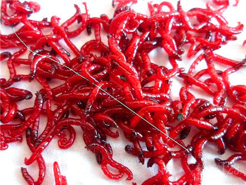 Red worm wrap method: a worm wrapped in store-bought bait on a fishing hook