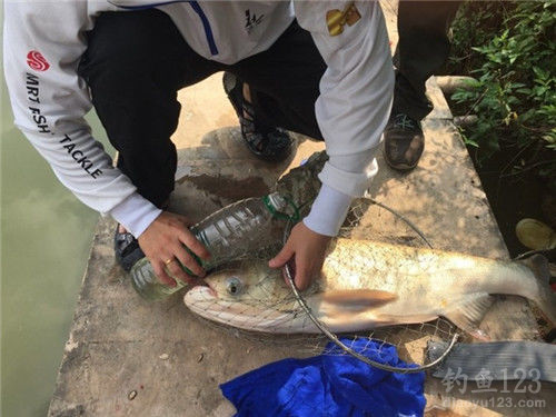 How to Rig and Bait for Catching Silver Carp and Bighead Carp: My 3-Year Fishing Journey