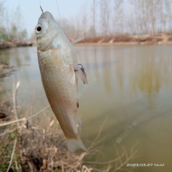 Bait additives for spawning fish: Fish Amino and Wheat Ferment Carp