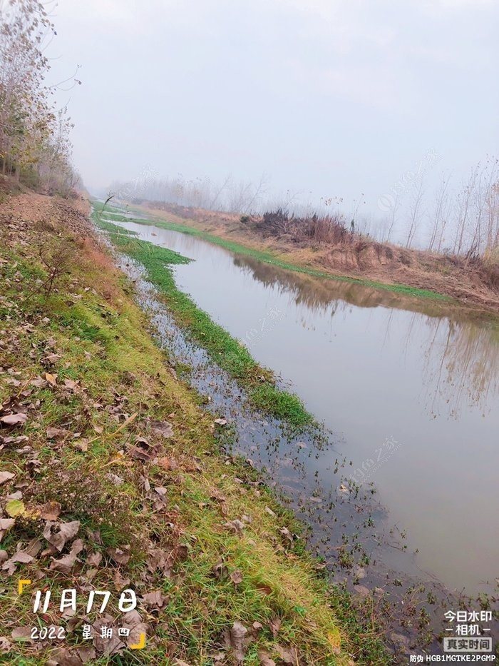 2024 Fishing Diary Day 61: Catching Big Crucian Carp in the Grass of Hongze Lake Tributary Wild River Was So Awesome