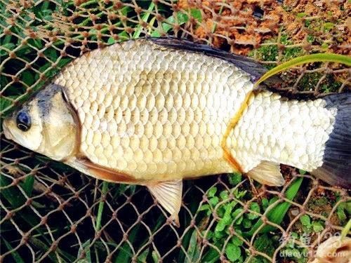 Winter Reservoir Carp Fishing Tips: Catch More in Cold Water