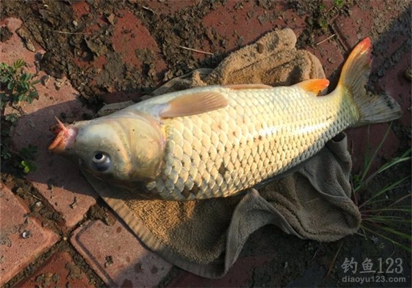 Universal Carp Fishing Bait Formula: Ratios, Ingredients, and Pro Tips for Success