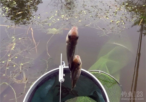 How to Choose and Use the Best Spring Carp Fishing Bait Recipes