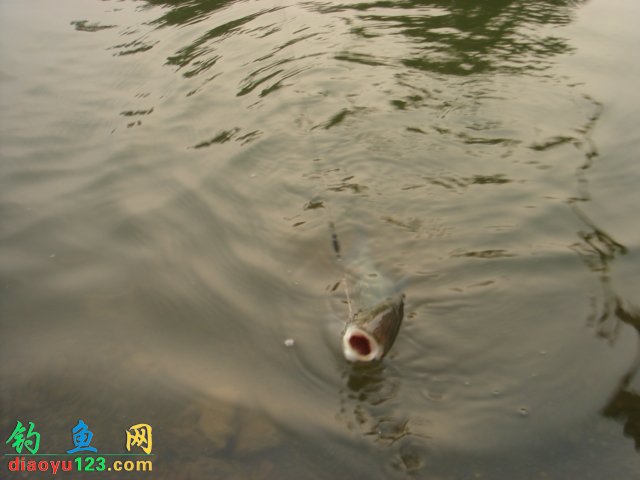 Reservoir Fishing in Windy Conditions