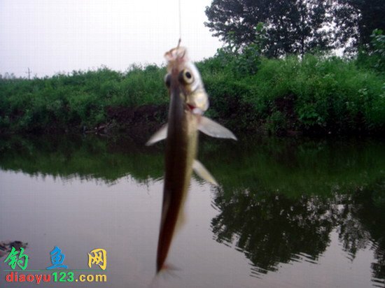 Summer & Autumn Reservoir Fishing Methods & Common Bait Recipes