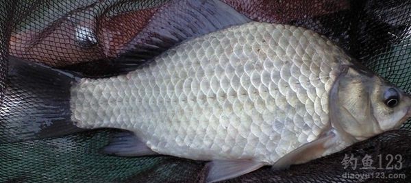 Secrets and Tips for Catching Wild Large Crucian Carp