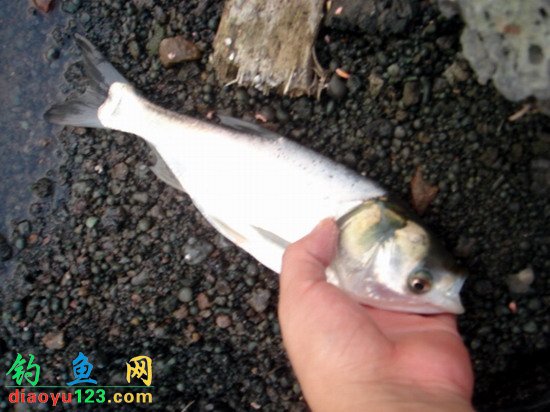 Reservoir Fishing Spot with Shade