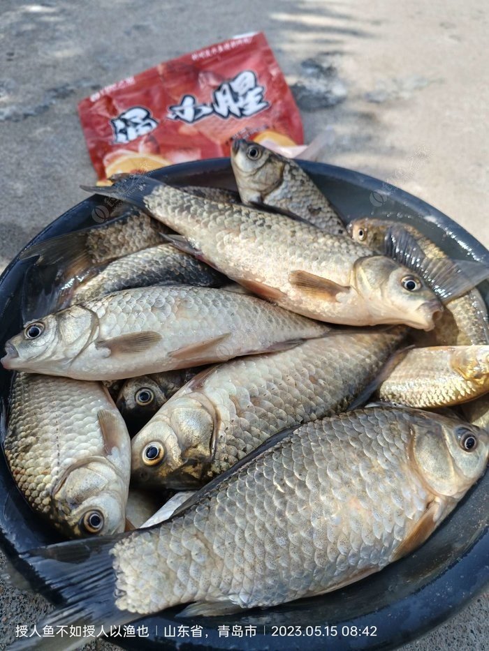 How to Catch More Crucian Carp This Summer: Pro Tips from a Seasoned Angler