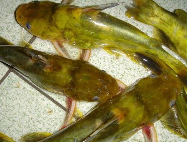 7 Proven Methods to Catch Yellow Catfish (Yellow Catfish Fishing Guide)
