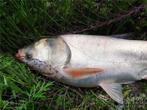 Pro Anglers’ Ultimate Guide to Catching Silver Carp and Bighead Carp (Part 1)