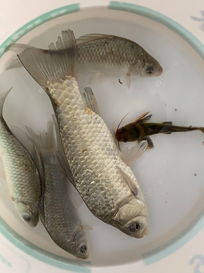Angler reporting illegal fishing activity to authorities