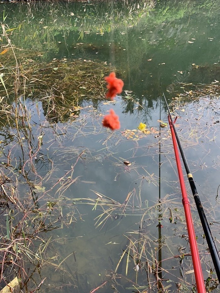 Fish gasping at the water surface due to low oxygen